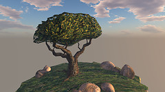 Oak Tree