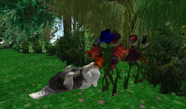 Roses