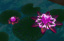 BL09 wed_025