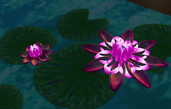 BL09 wed_025