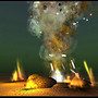 BL 2009 Cambrian Explosion