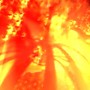Temple Burn 7