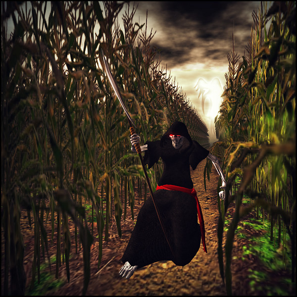 The Corn Field