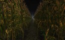 there's something not quite right in the corn - Torley Linden