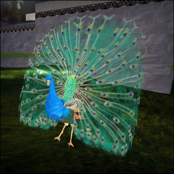 Animated Peacock