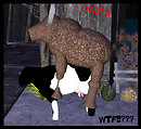 lol WTF!?