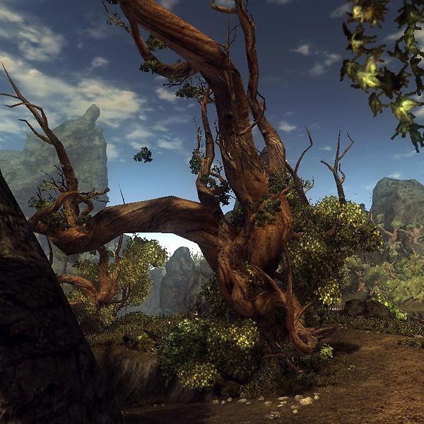 An old tree in Risen