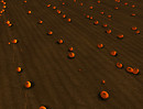 Wallpaper Fall 2009