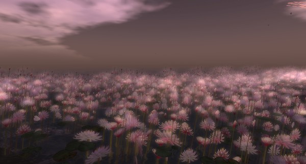 Lotus in Tempura Island (5)