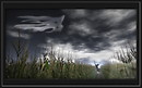 The corn field_009