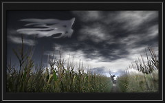 The corn field_009
