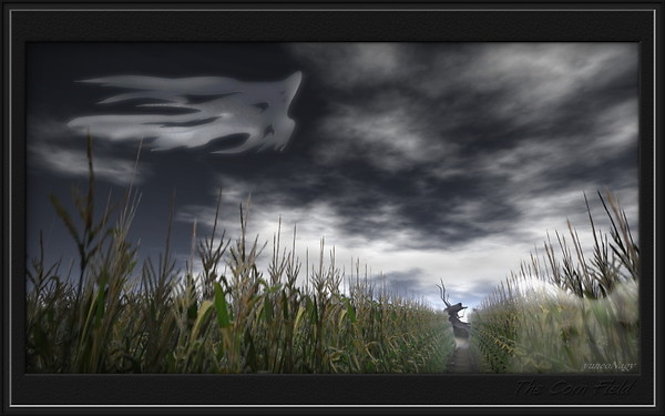 The corn field_009