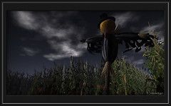 The corn field_025