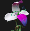 slipper orchid_002