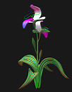 slipper orchid_001