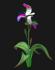 slipper orchid_001