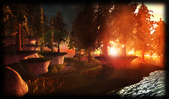 Pine Forest @ Heart Botanicals