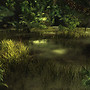 Big Swamp Area in Risen