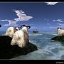 Sheeps (3)