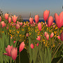 DreamAcres_007