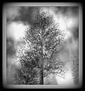 Winter Tree