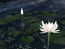 Lotus flowers in SL