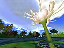 Lotus flowers in SL