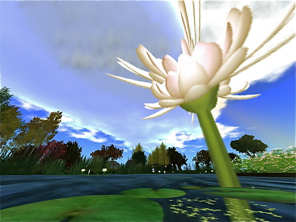 Lotus flowers in SL