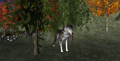 NordicLights4