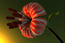 flower2_001
