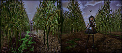 at the cornfield