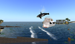 Second Life: Orca