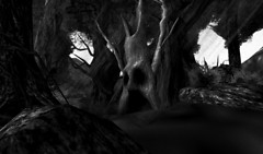 Bentham Forest_001