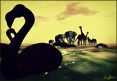 Imagine Plus - animals