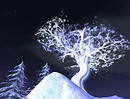 Adelaide Forest_001b