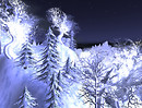 Adelaide Forest_002b