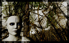 forest secrets
