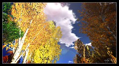 Adelaide Forest (8)