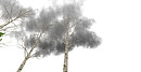NordicLights6