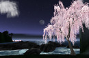 midsummernight_001