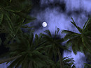 notturno tropicale