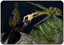 Stone Pike Octopus' Garden_001
