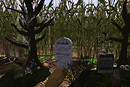 CORN FIELD