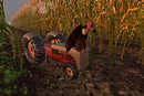 CORN FIELD
