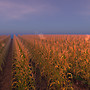 CORN FIELD