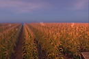 CORN FIELD