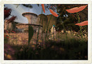 falloiran_007