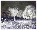 Snow dressed