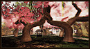 Radiant Bliss Music Project*§*The Forest