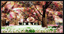 Radiant Bliss Music Project*§*The Forest